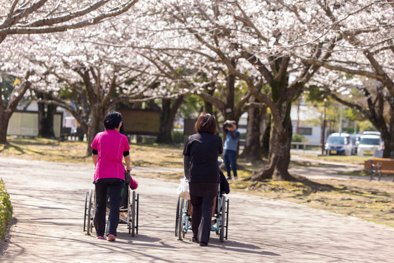 桜並木の道を歩く車いすに乗った高齢者と車いすを押している介護士の後ろ姿を引きで撮った写真